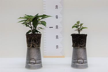 Fotorundgang 9 / 2024 Straelen