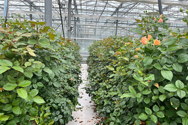 Fotorundgang 9 / 2024 Straelen