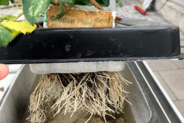 Fotorundgang 9 / 2024 Straelen