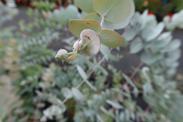 Fotorundgang 9 / 2024 Straelen