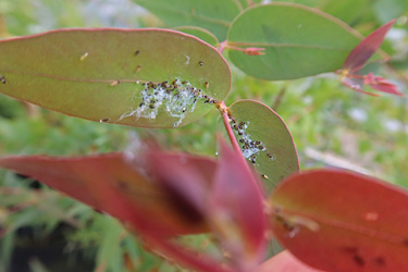 Fotorundgang 9 / 2024 Straelen