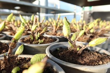 Fotorundgang 01 / 2025 Straelen