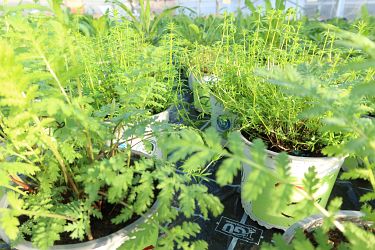 Fotorundgang 01 / 2025 Straelen