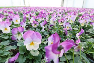 Fotorundgang 01 / 2025 Straelen