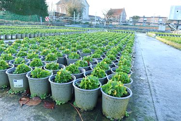 Fotorundgang 01 / 2025 Straelen