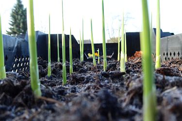 Fotorundgang 01 / 2025 Straelen