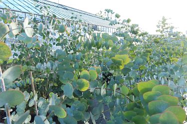 Fotorundgang 01 / 2025 Straelen