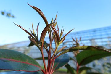 Fotorundgang 01 / 2025 Straelen