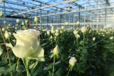 Fotorundgang 01 / 2025 Straelen