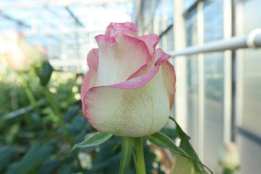 Fotorundgang 01 / 2025 Straelen