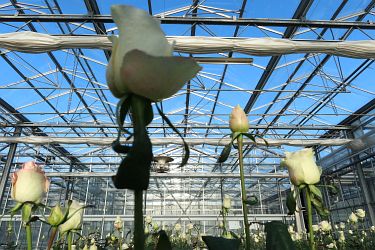 Fotorundgang 01 / 2025 Straelen