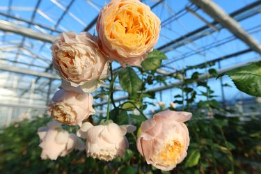 Fotorundgang 01 / 2025 Straelen