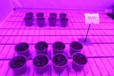 Fotorundgang 02 / 2025 Straelen