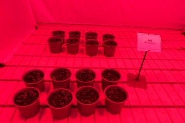 Fotorundgang 02 / 2025 Straelen