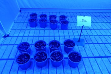 Fotorundgang 02 / 2025 Straelen