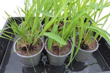 Fotorundgang 02 / 2025 Straelen