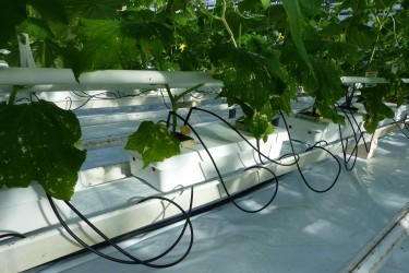 Fotorundgang 02 / 2025 Straelen