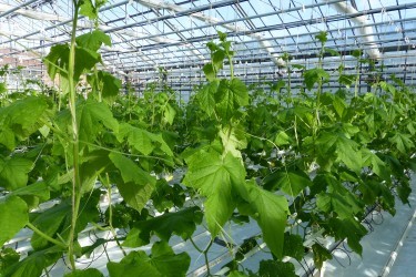 Fotorundgang 02 / 2025 Straelen