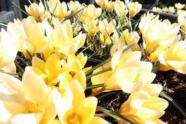 Fotorundgang 03 / 2025 Straelen