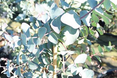 Fotorundgang 03 / 2025 Straelen