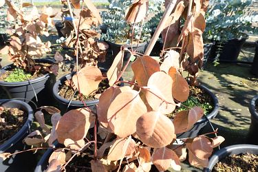 Fotorundgang 03 / 2025 Straelen