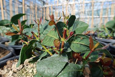 Fotorundgang 03 / 2025 Straelen