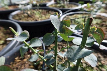 Fotorundgang 03 / 2025 Straelen