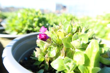 Fotorundgang 03 / 2025 Straelen