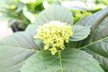 Fotorundgang 03 / 2025 Straelen