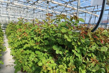 Fotorundgang 03 / 2025 Straelen