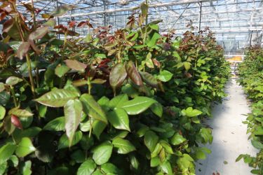 Fotorundgang 03 / 2025 Straelen