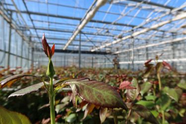 Fotorundgang 03 / 2025 Straelen