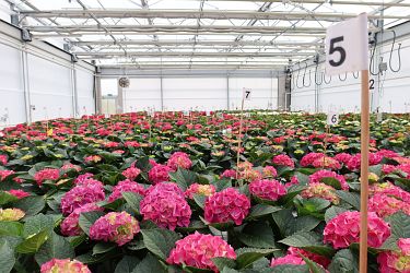 Fotorundgang 05 / 2025 Straelen