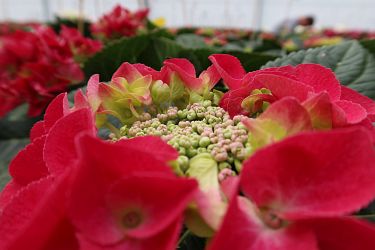 Fotorundgang 05 / 2025 Straelen