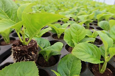 Fotorundgang 05 / 2025 Straelen