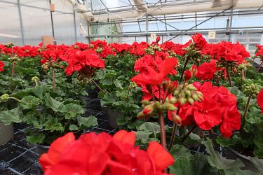 Fotorundgang 05 / 2025 Straelen