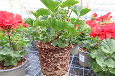 Fotorundgang 05 / 2025 Straelen