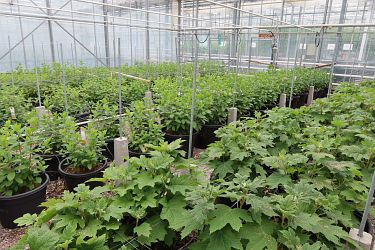 Fotorundgang 05 / 2025 Straelen