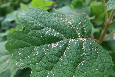 Fotorundgang 05 / 2025 Straelen