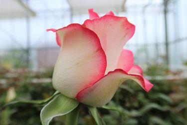 Fotorundgang 05 / 2025 Straelen