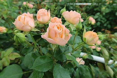 Fotorundgang 05 / 2025 Straelen