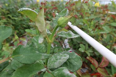 Fotorundgang 05 / 2025 Straelen