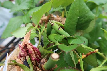 Fotorundgang 05 / 2025 Straelen