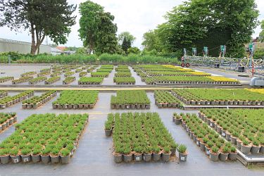 Fotorundgang 05 / 2025 Straelen