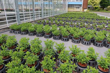 Fotorundgang 05 / 2025 Straelen