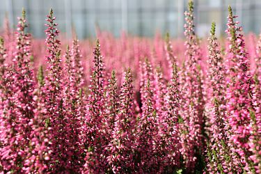 Fotorundgang 09 / 2025 Straelen