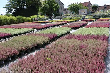 Fotorundgang 09 / 2025 Straelen