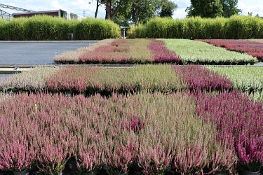 Fotorundgang 09 / 2025 Straelen