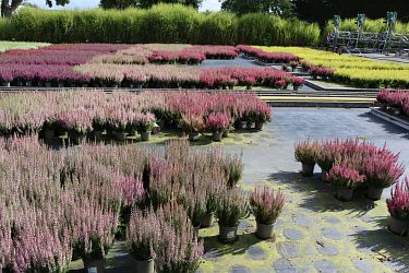 Fotorundgang 09 / 2025 Straelen