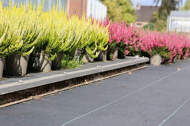 Fotorundgang 09 / 2025 Straelen